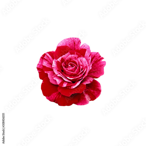  Beautiful red rose isolated on a white background