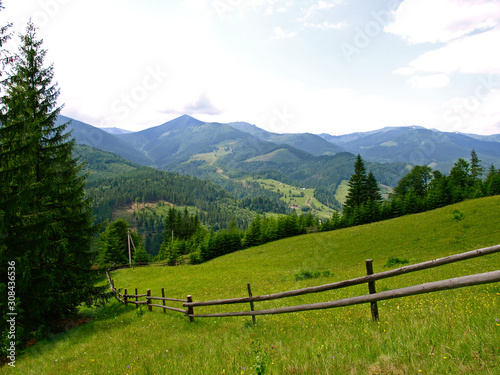 Meadow with the fence for cattle high in green mountains. Picturesque summer mountain landscape with Spruce (Picea abies) forest in the Eastern Carpathians, Ukraine
