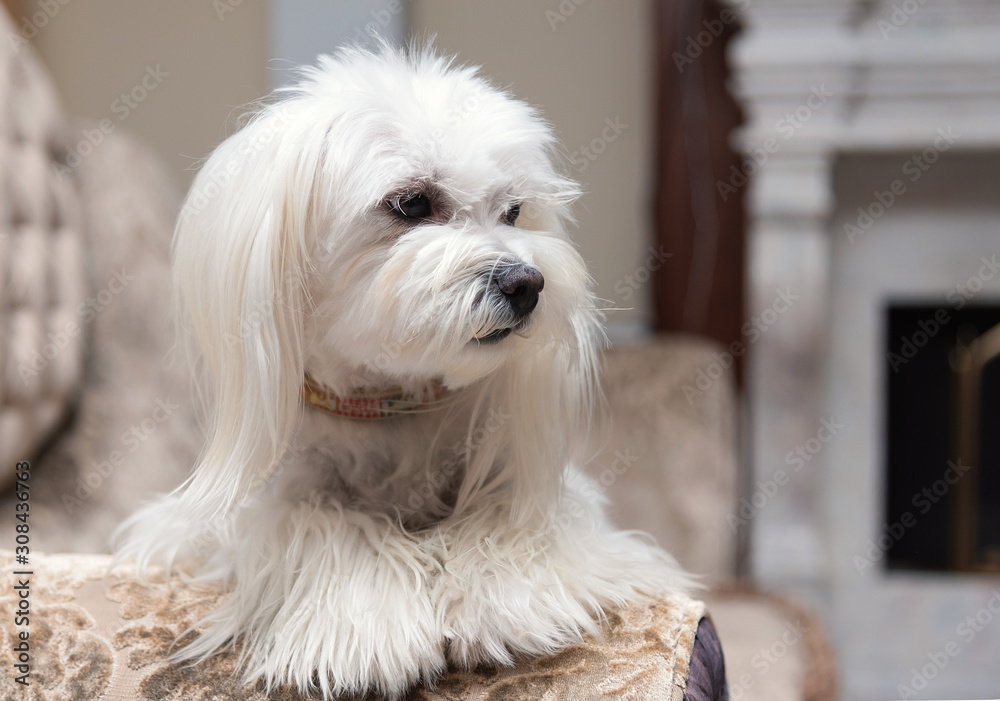White Maltese dog lying on the couch in luxury house. White Maltese dog lying on the couch in luxury house.