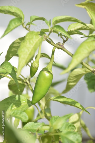 Green Chillies green plant closeup in White background 