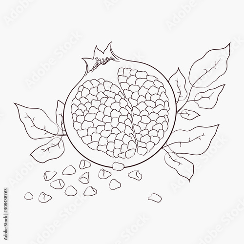 sketch vector. coloring. organic pomegranate food. diet product. vegetarianism and raw food diet