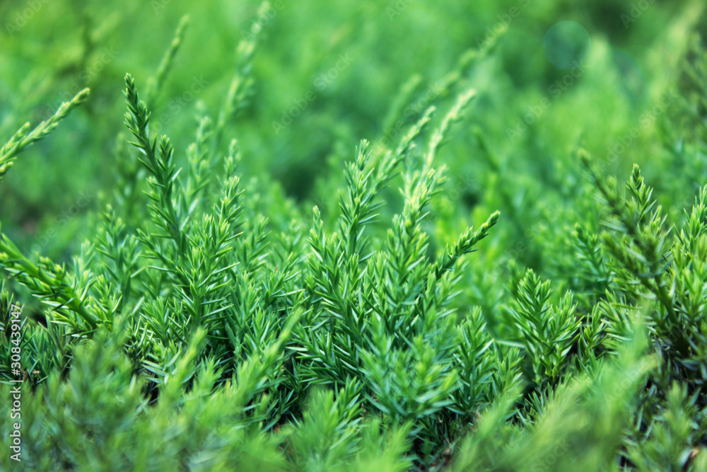 Natural fresh young green grass on the field. Eco macro background. Ecology banner texture. Natural fresh young green grass on the field. Eco macro background. Ecology banner texture.