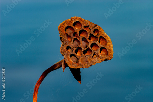 Lotus pod Ready for spring 11-24-06 photo