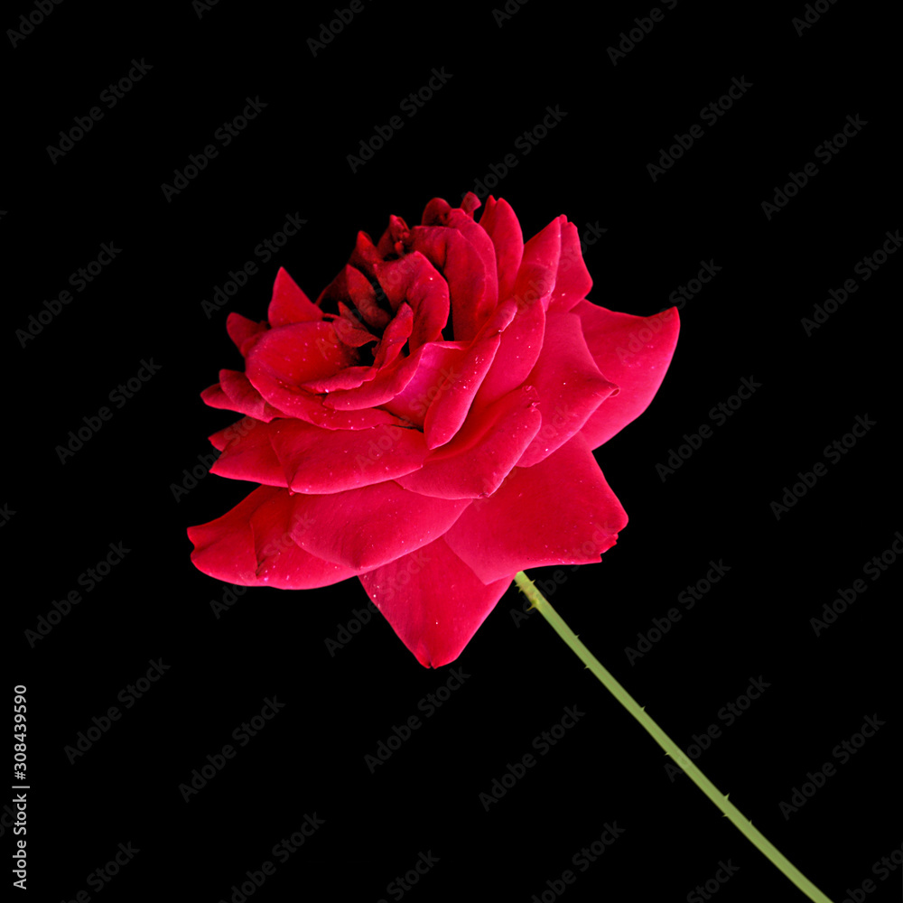 Beautiful red rose isolated on a black background Beautiful red rose isolated on a black background