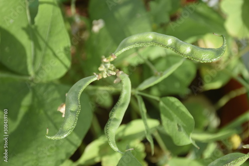 Green Winged beans close view in green background