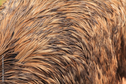 emu head body and feather, Australia
