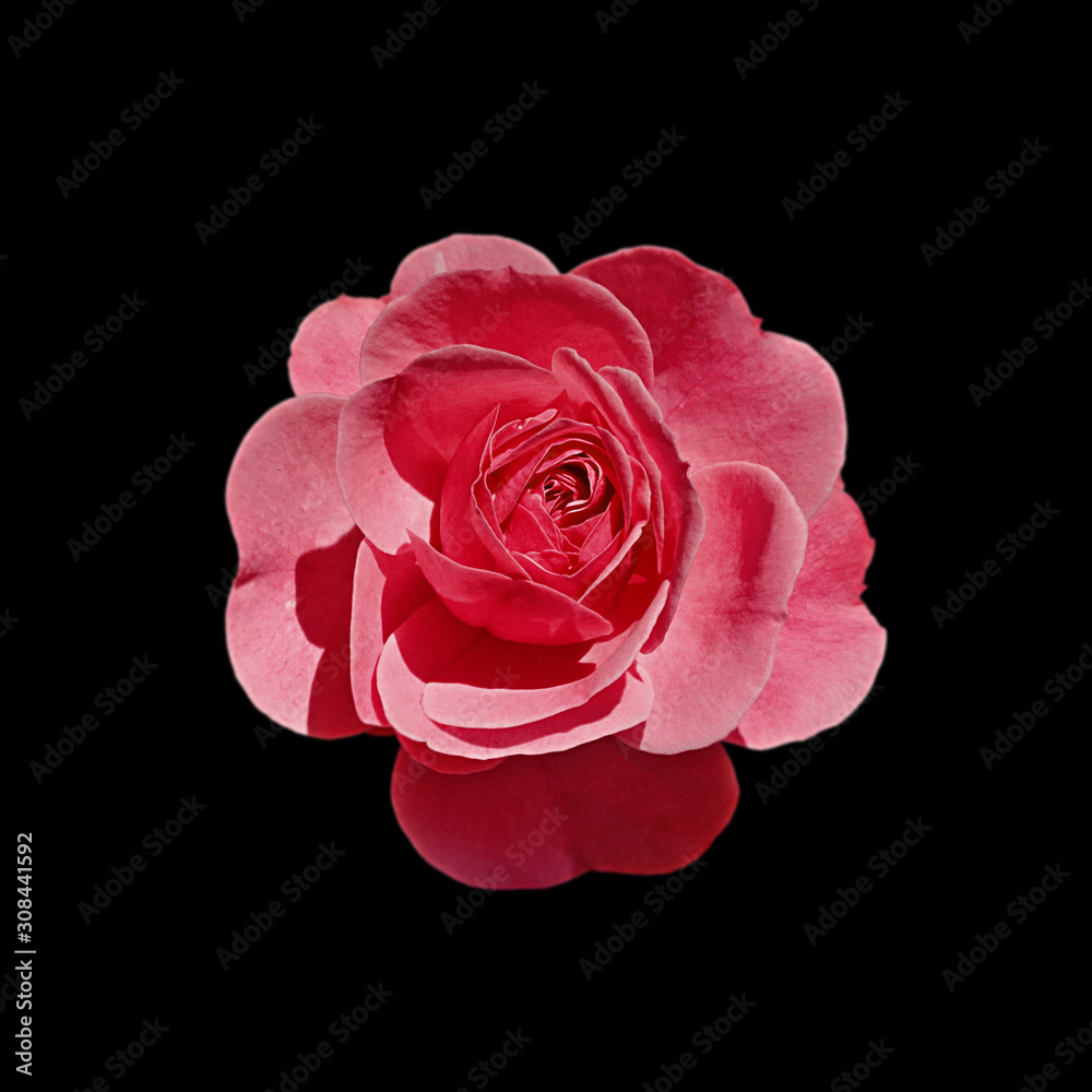 Beautiful red rose isolated on a black background Beautiful red rose isolated on a black background