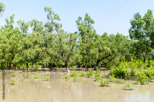Flooded forest at Hiron Point in Sundarbans  Bangladesh