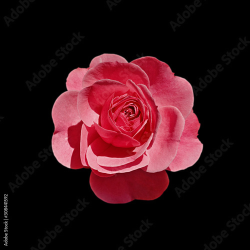 Beautiful red rose isolated on a black background