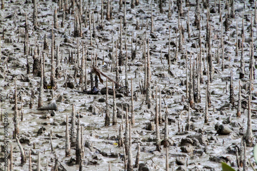 Breathing roots in Sundarbans, Bangladesh photo