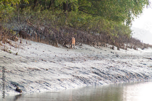 Spotted deer (Axis axis) in a mangrove forest in Sundarbans, Bangladesh