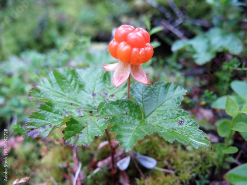 Rubus chamaemorus photo