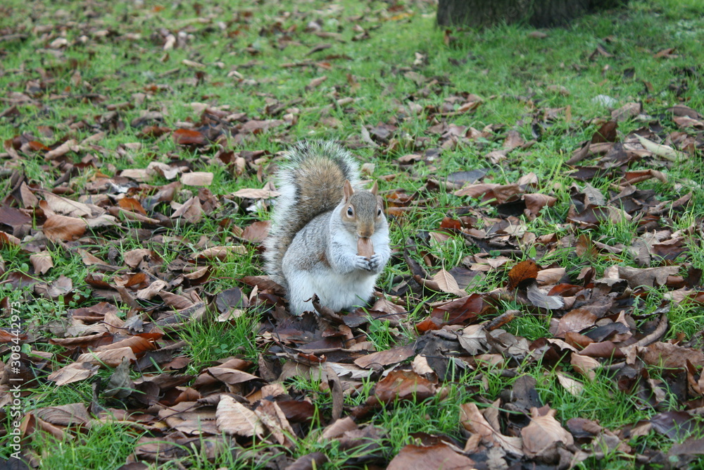 squirrel squirrel