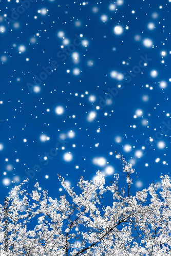 Photography Christmas, New Years blue floral background, holiday card design, flower tree an