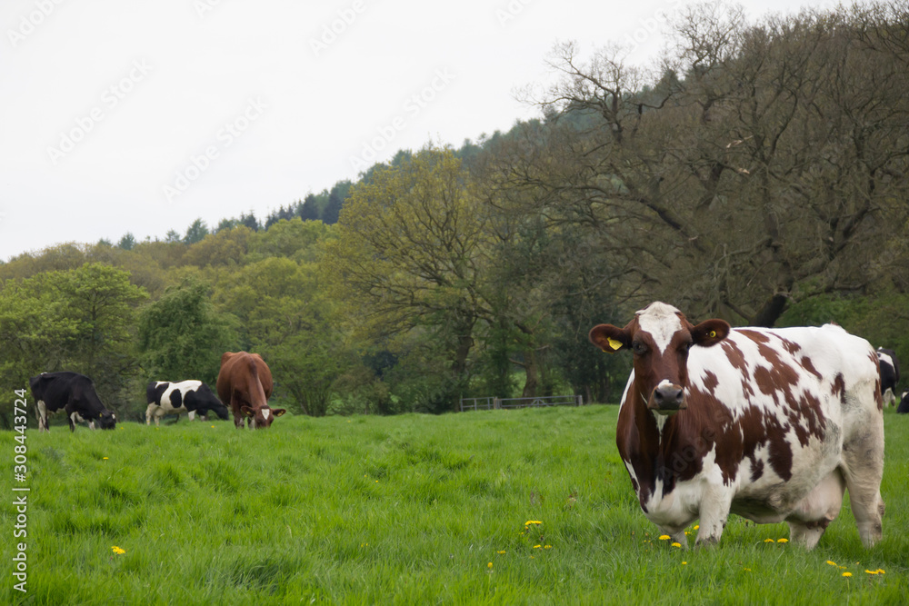 Fototapeta premium Dairy cows in the meadow on sunny summers day in rual Shropshire UK.