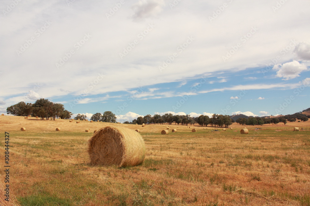 golden brown hay bails on the farm landscape