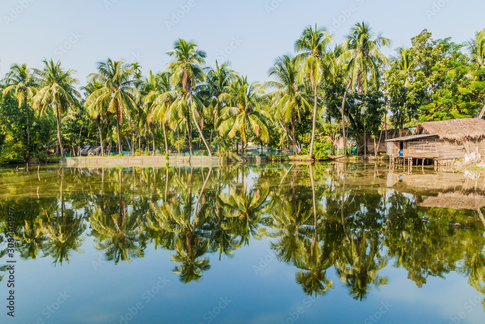 Obraz premium Palms and village houses reflecting in a pond in Bagerhat, Bangladesh