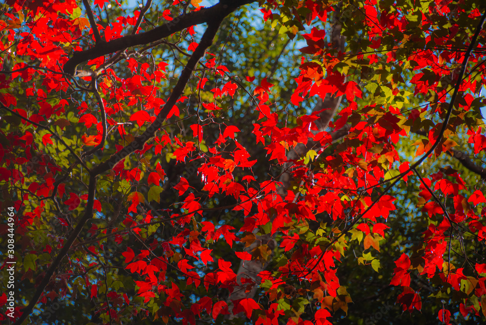abstract background with leaves abstract background with leaves