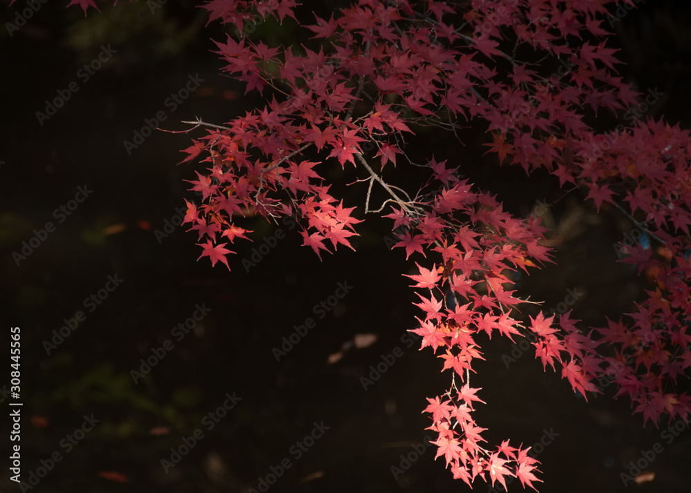 Blazing Japanese maple leaves at a Japanese garden in central Tokyo, Japan. Blazing Japanese maple leaves at a Japanese garden in central Tokyo, Japan.