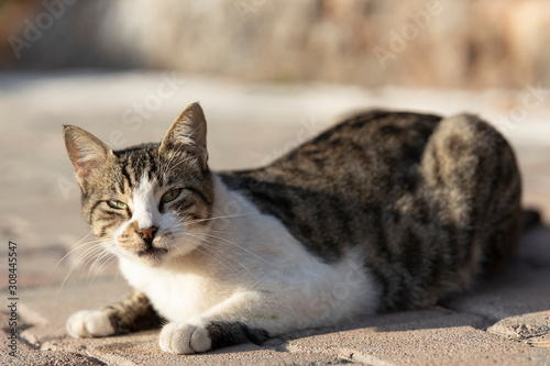 portrait of a cute cat