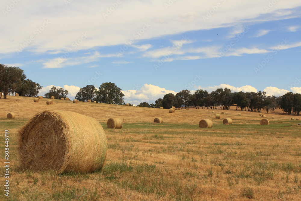 Fototapeta premium golden brown hay bails on the farm landscape
