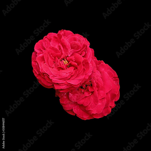 Two red roses isolated on a black background