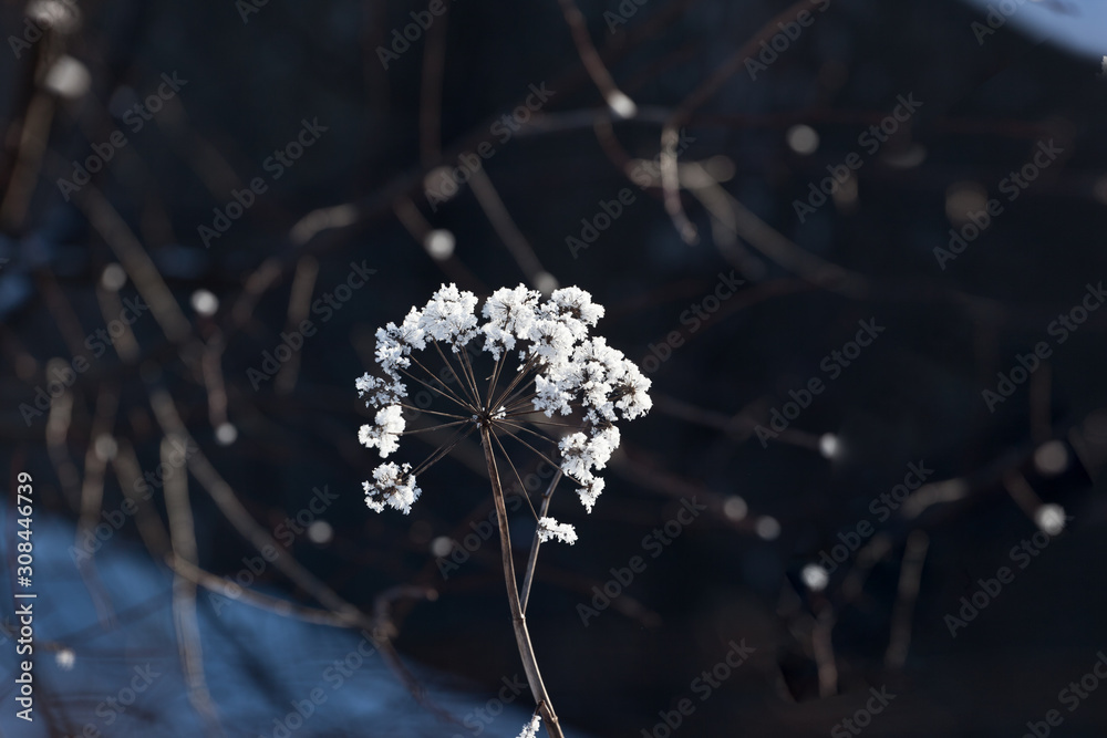 Obraz premium Rime in frosty evening on umbrella plants on black background