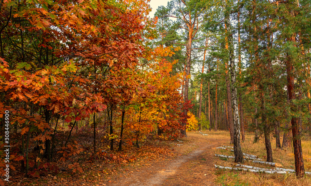 Naklejka premium Jesienny krajobraz. Miły słoneczny dzień na miły spacer. Piękny las ozdobiony jesiennymi kolorami cieszy oko.