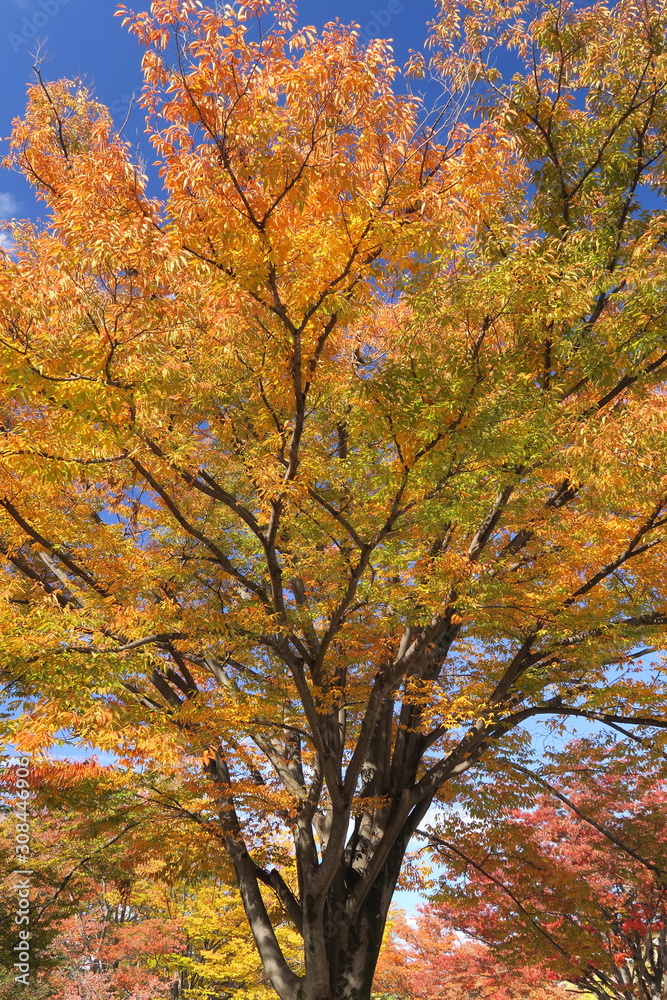 黄葉の欅の大木
