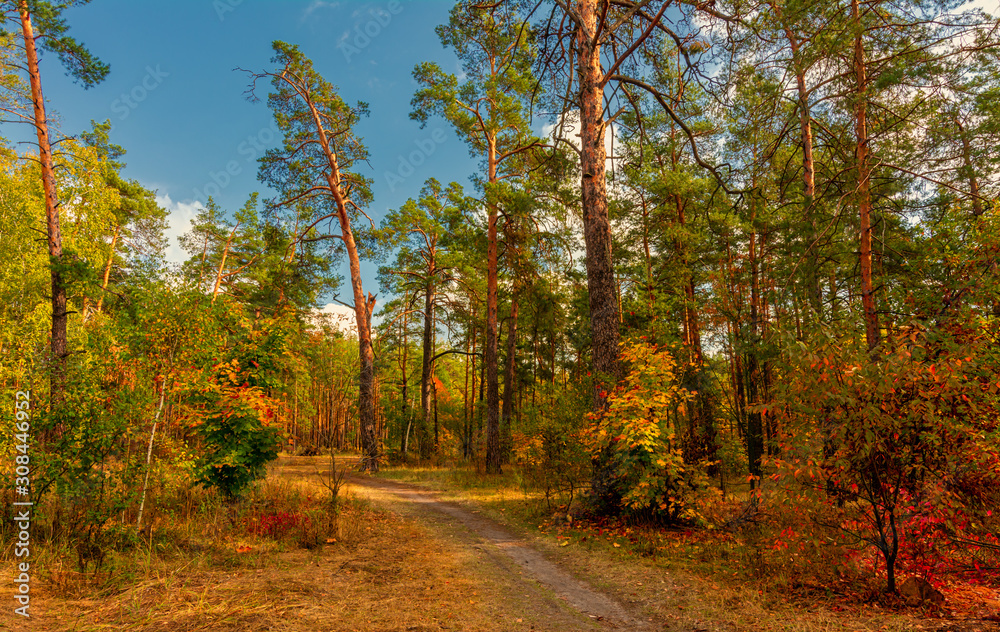 Autumn landscape. Nice sunny day for a nice walk. A beautiful forest decorated with colors of autumn pleases the eye.