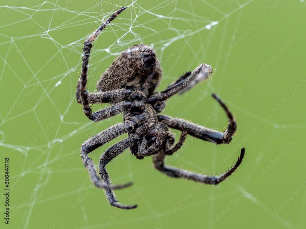 Araneus ventricosus orb weaver on its web 5 Araneus ventricosus orb weaver on its web 5