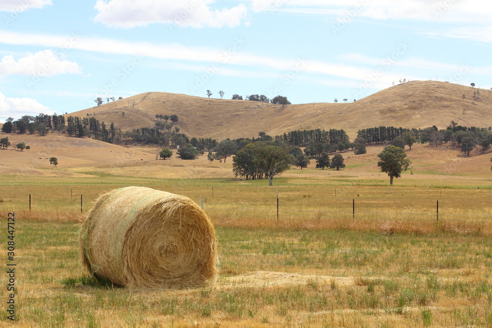 Fototapeta premium golden brown hay bails on the farm landscape