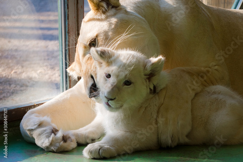 White lion cub and her mother in a room