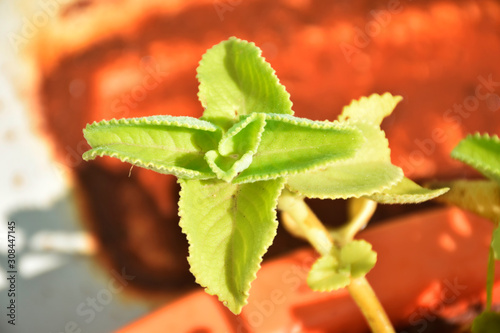 Plectranthus amboinicus, Indian mint, karpuravalli leaves medical plant top view