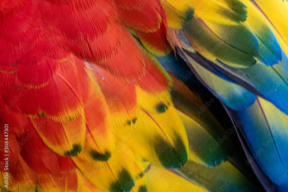 Fototapeta arara multi colorida em close com lindas penas