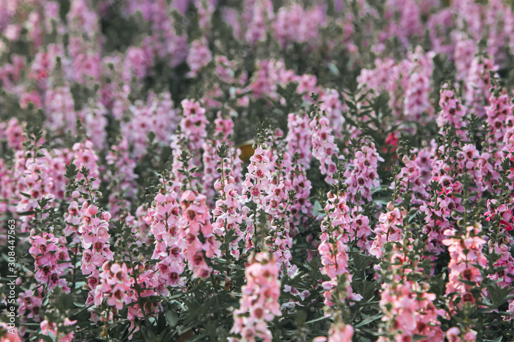 Obraz premium Blooming pink Angelonia flower field or Little turtle flower
