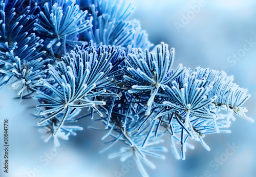 close up of a beautiful pine branches in the frost. trend tinted classic blue. blank for the designer. Christmas and new year card.