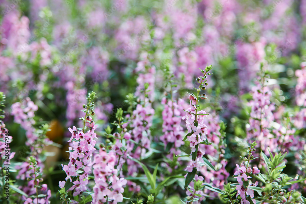 Blooming pink Angelonia flower field or Little turtle flower