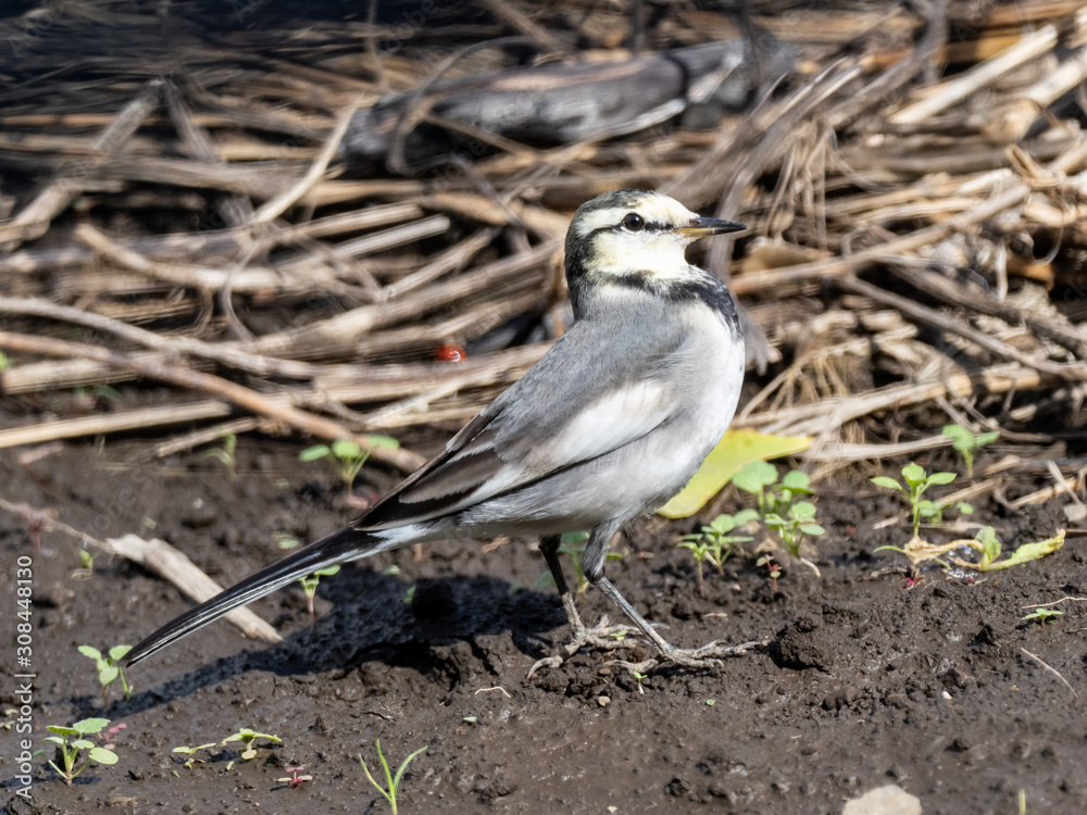 Japanese white wagtail in old rice field 16 Japanese white wagtail in old rice field 16