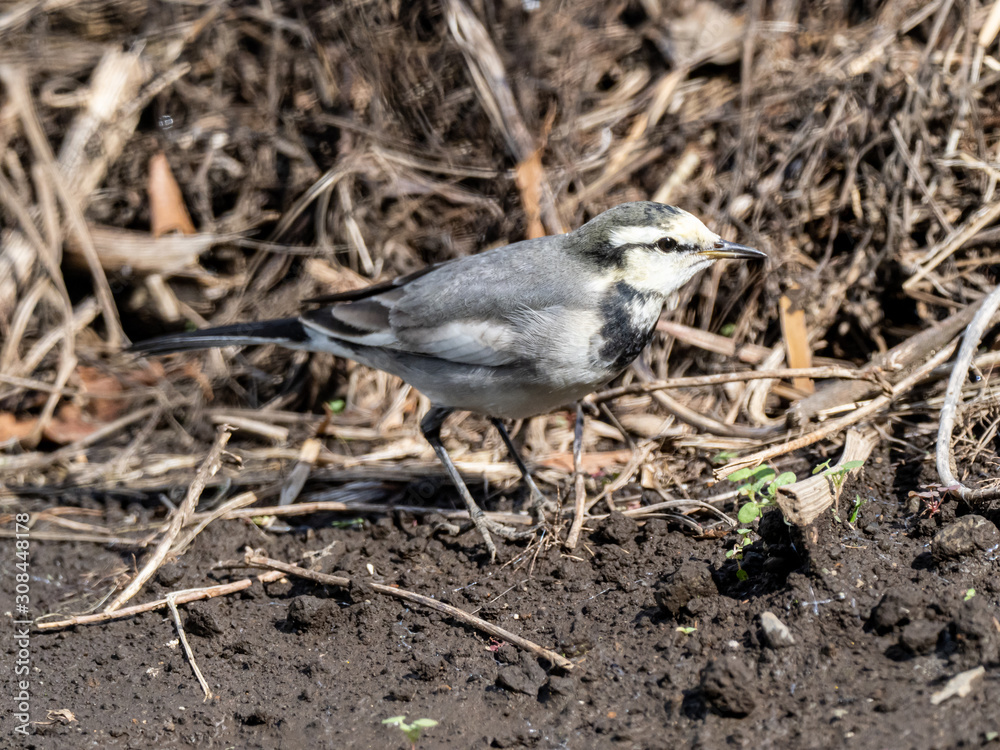 Japanese white wagtail in old rice field 17 Japanese white wagtail in old rice field 17