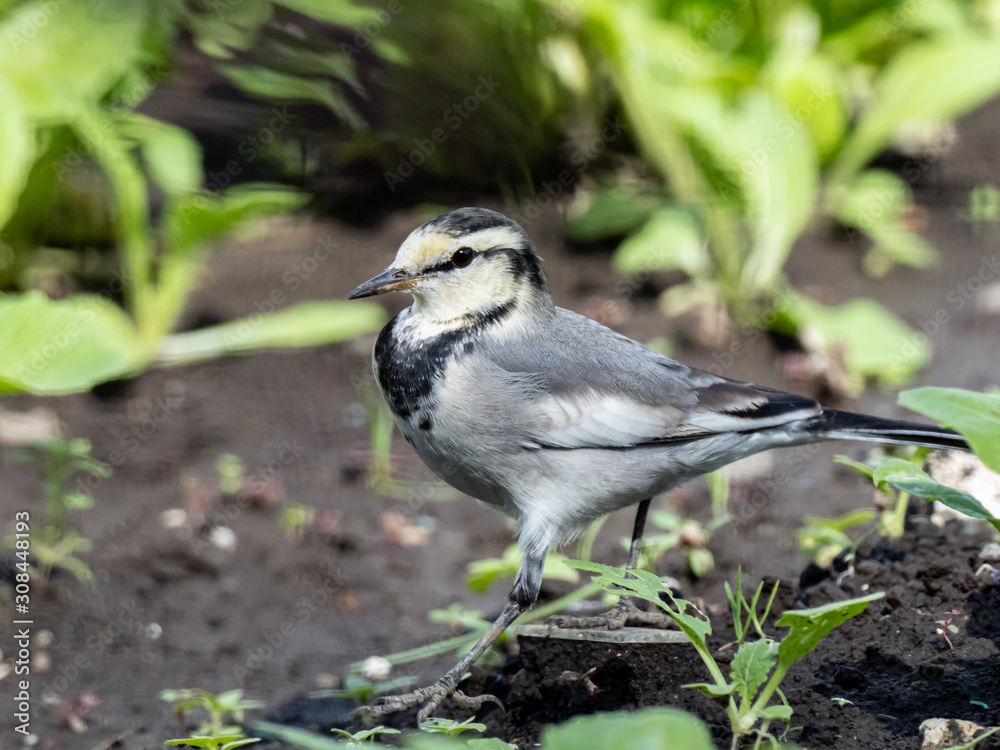 Japanese white wagtail in old rice field 18 Japanese white wagtail in old rice field 18