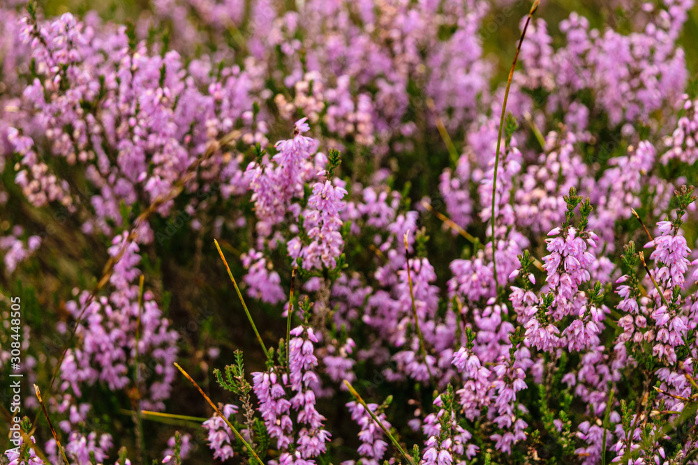Beautiful Scottish heather in bloom making for a colorful natural background