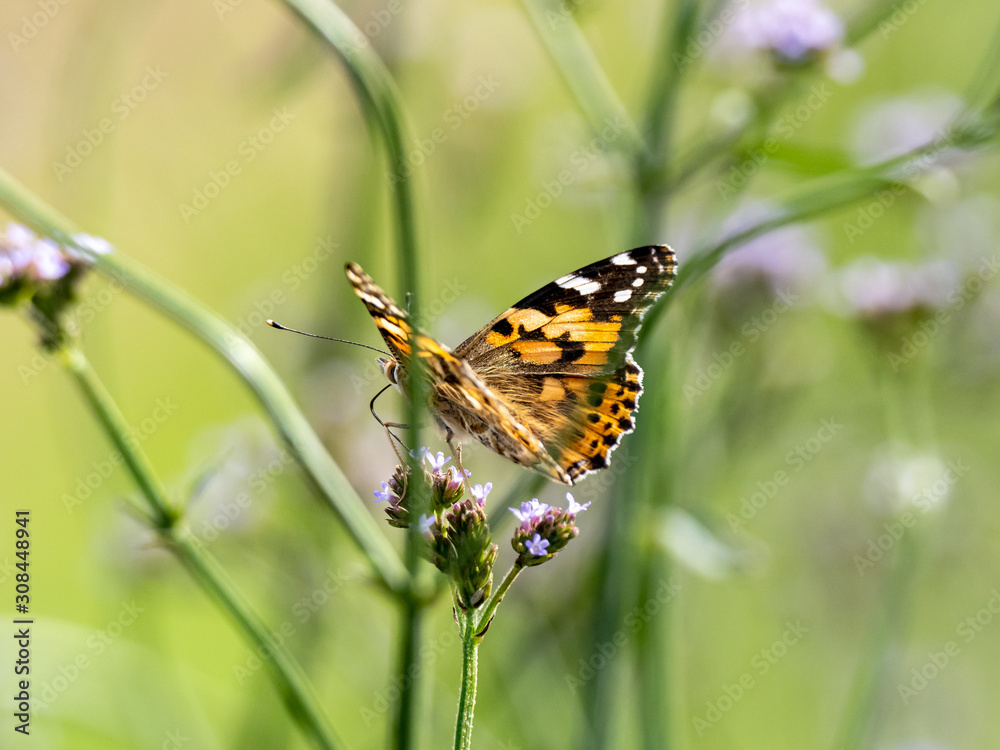 close up Indian fritillary butterfly at rest 3 close up Indian fritillary butterfly at rest 3