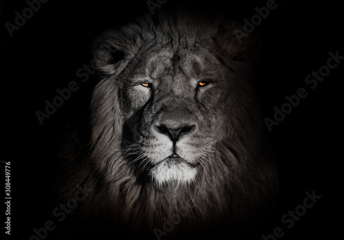 bright orange eyes, bleached face lion portrait on a black background. Full-face portrait - chic hair. powerful lion male with a chic mane consecrated by the sun.