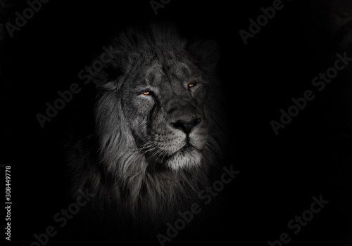 Fototapeta Naklejka Na Ścianę i Meble -  bright orange eyes, bleached face lion portrait on a black background. lying around and looking patronizing. powerful lion male with a chic mane consecrated by the sun.