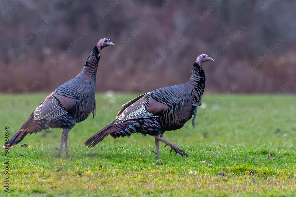 Wild Turkey pair Wild Turkey pair