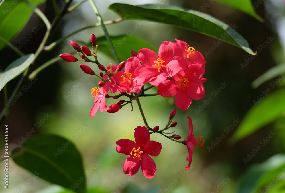 Jatropha Whole-Edge (Coral Flower) Jatropha Whole-Edge (Coral Flower)