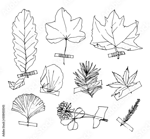 Hand drawn collection of herbarium. Hand drawing style. Linear style. Drawing. Sketch style vector collection of dried leaves.