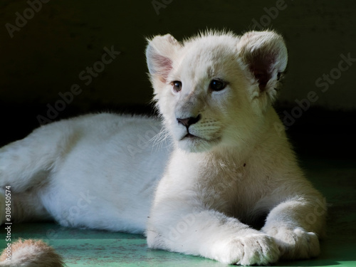Tela Young white lion cub in the shadow