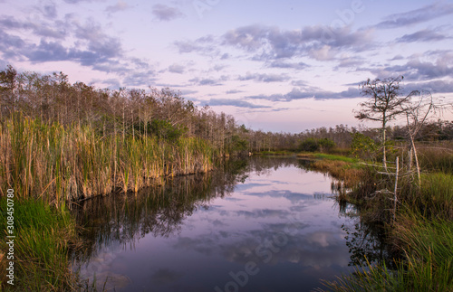 Fototapeta Naklejka Na Ścianę i Meble -  Fakahatchee Strand State Preserve